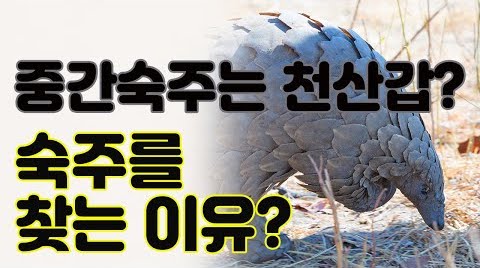 [ڷγ19/COVID-19] ߰ õ갩?, ָ ã ? / Is it TRUE that pangolins carry virus from bats to humans?