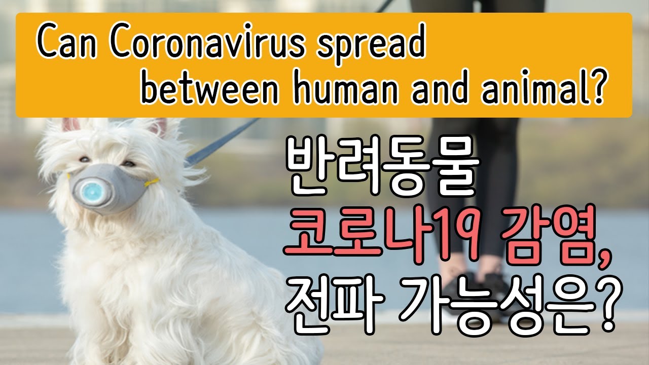 [ENG sub][COVID-19] ݷ ڷγ19 , - İɼ? / Infected pet, human-animal transmission?