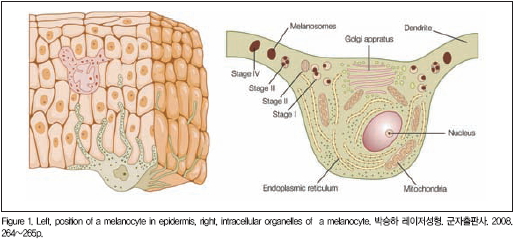 ı Į3 figure1